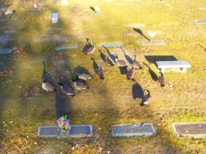 geese_cemetery